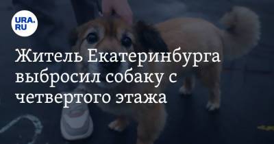 Житель Екатеринбурга выбросил собаку с четвертого этажа - ura.news - Екатеринбург - район Академический, Екатеринбург