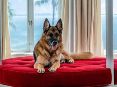 В Майами самая богатая собака мира “продает” свое поместье, ранее принадлежавшее Мадонне - unn.com.ua - Россия - Украина - Киев