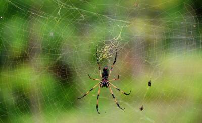 Naked Science: пауки куда умнее, чем вы думаете - inosmi.ru