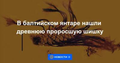 В балтийском янтаре нашли древнюю проросшую шишку - news.mail.ru - Россия - США