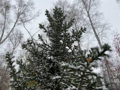 В Новосибирске потеплеет до +1 градуса с 22 ноября - sib.fm - Новосибирск - Новосибирская обл.