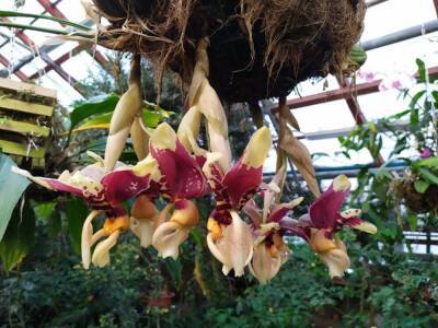 В Ботаническом саду УрО РАН расцвела «орхидея-бык» - skuke.net - Россия - Мексика