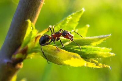 Как за раз победить муравьев в саду и приструнить тлю: должен знать каждый дачник - skuke.net