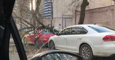 Сильный ветер в Киеве повалил деревья, не стихнет он и в воскресенье - kp.ua - Украина - Киев - Киевская обл.