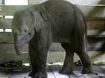 В Индонезии погиб слоненок, который потерял половину хобота, попав в ловушку браконьеров - gordonua.com - Украина - Индонезия
