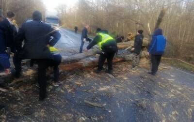 В Черниговской области ураганный ветер повалил деревья на трассы - ru.slovoidilo.ua - Украина - Киев - Черниговская обл.