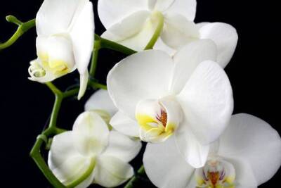 Где лучше поставить орхидею в квартире, чтобы зацвела: подсказки для хозяек - skuke.net