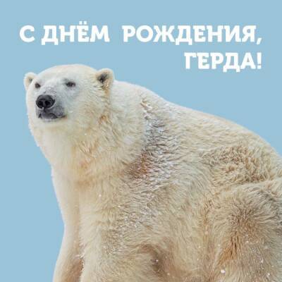 В Новосибирском зоопарке белая медведица Герда отметила 14-летие - sib.fm - Новосибирск
