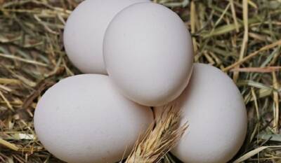 Чрезмерное употребление яиц может подорвать здоровье - mirnov.ru - США