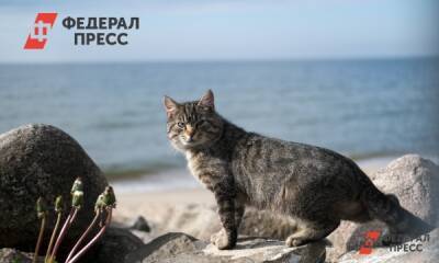 Российские зоозащитники требуют уголовного наказания убившим кота Кузю живодерам - fedpress.ru - Северодвинск