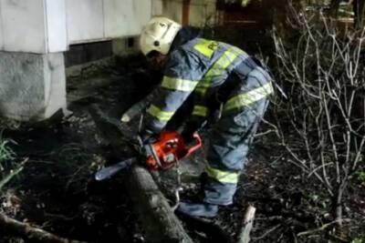 Тульские спасатели убрали упавшие во время сильного ветра деревья - tula.mk.ru - Тула - Тульская обл.