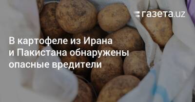 В картофеле из Ирана и Пакистана обнаружены опасные вредители - gazeta.uz - Россия - Казахстан - Узбекистан - Киргизия - Иран - Пакистан