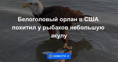Анна Лысенко - Белоголовый орлан в США похитил у рыбаков небольшую акулу - news.mail.ru - США - шт.Флорида