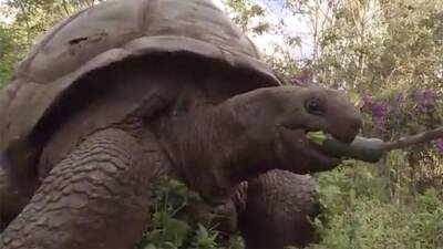 Мурад Магомедов - В Танзании спасли от живодеров 220-летнюю черепаху - iz.ru - Израиль - Германия - Танзания