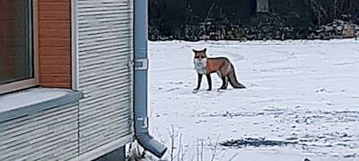 В центре Петрозаводска снова видели лису (ФОТОФАКТ) - stolicaonego.ru - Петрозаводск