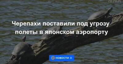 Черепахи поставили под угрозу полеты в японском аэропорту - news.mail.ru - США - Япония