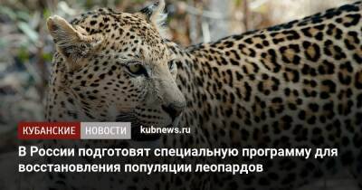 В России подготовят специальную программу для восстановления популяции леопардов - kubnews.ru - Россия - Сочи - Краснодарский край