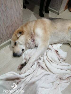 В Великом Устюге решается судьба бездомного пса, которого пытались зарезать - vologda-poisk.ru
