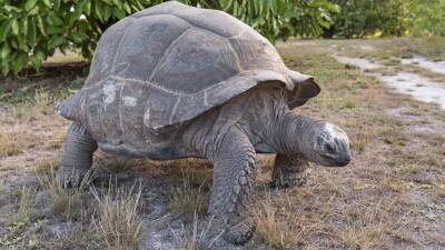 Гигантскую черепаху Альдабра спасли от живодеров в Танзании - inforeactor.ru - Танзания
