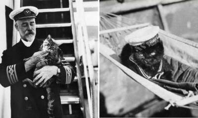 Почему моряки считали корабельных котов полноправными членами экипажа - pravda-tv.ru