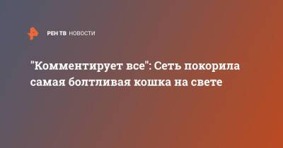 "Комментирует все": Сеть покорила самая болтливая кошка на свете - ren.tv