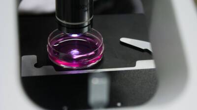 Ученые модифицировали кишечную палочку, теперь она разрушает раковые клетки - mir24.tv - США
