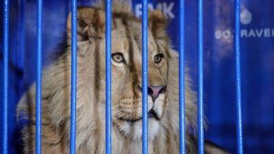 Мурад Магомедов - В Танзании выпустили в вольер уральского льва Симбу - 5-tv.ru - Танзания