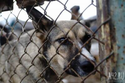 Нападение собак на кемеровчанина с питомцами попало на видео - gazeta.a42.ru - р-н Кировский