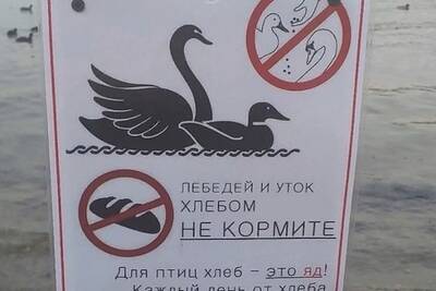 Смолян предупредили, что подкормка уток и лебедей убивает их - mk-smolensk.ru - Смоленская обл.