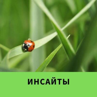 Инсайты - skuke.net