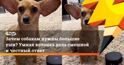 Зачем собакам нужны большие уши? Умная колонка дала смешной и честный ответ - ridus.ru