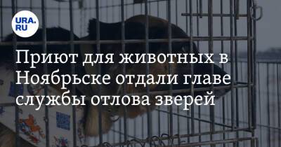 Приют для животных в Ноябрьске отдали главе службы отлова зверей - ura.news - Ноябрьск
