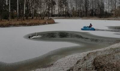 Лебедей в выксунском парке отправили зимовать в теплый ангар - vgoroden.ru - Нижегородская обл.