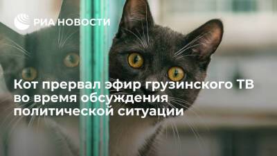 Кот Какуца прервал эфир грузинского ТВ во время обсуждения политической ситуации - ria.ru - Египет - Грузия - Тбилиси
