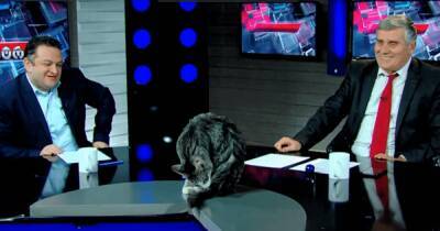 "Это наш Какуца". В Грузии кот попал в эфир политического шоу и стал звездой мировых СМИ (видео) - focus.ua - Украина - Грузия