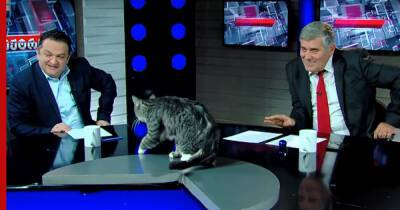 Кот запрыгнул на стол ведущего и прервал эфир грузинского телевидения - profile.ru - Грузия