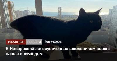 В Новороссийске изувеченная школьником кошка нашла новый дом - kubnews.ru - Краснодарский край - Новороссийск