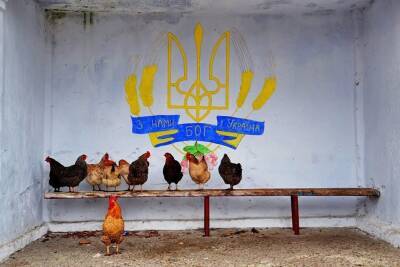 «Аграрная сверхдержава» вслед за огурцами начинает завозить сыр - politnavigator.net - Украина