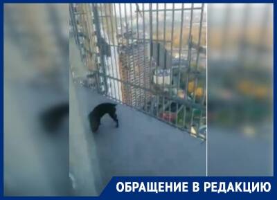 «Грязь и вонь на несколько этажей»: в элитном ЖК в Подмосковье жительница выгуливает пса на общем балконе - bloknot.ru - Московская обл. - Красногорск - Московская область