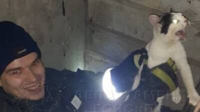 Спасатели помогли кошке, застрявшей в подвале в столице - vm.ru - Москва - Ногинск