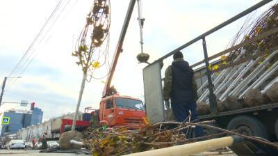 Вадим Кстенин - В Воронеже из-за холода приостановили высадку клёнов из Германии - vestivrn.ru - Воронеж - Германия - Экология