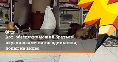 Кот, обеспечивающий братьев вкусняшками из холодильника, попал на видео - ridus.ru