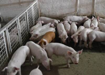 Выплаты свердловчанам, у которых изъяли свиней из-за АЧС, начнутся в декабре - nakanune.ru