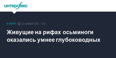 Живущие на рифах осьминоги оказались умнее глубоководных - interfax.ru - Москва - Австралия