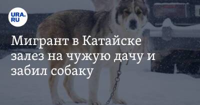 Мигрант в Катайске залез на чужую дачу и забил собаку. Видео - ura.news - Таджикистан - Катайск