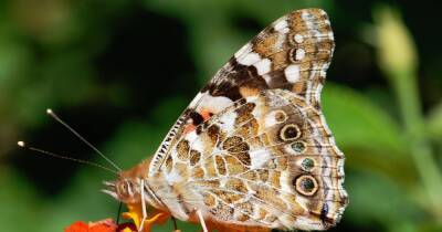Во-первых, это красиво. Ученые впервые увидели, как формируются крылья бабочек (фото) - focus.ua - США - Украина