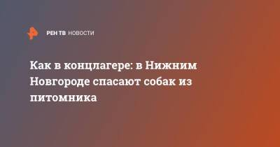 Как в концлагере: в Нижним Новгороде спасают собак из питомника - ren.tv - Нижний Новгород - Нижний Новгород