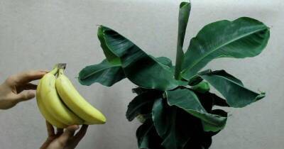 Вырастите банановую пальму дома. Все гости будут спрашивать, что это за экзотическое растение - skuke.net