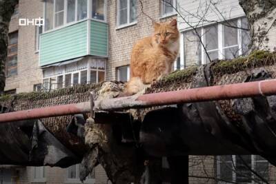 Более 1 700 котов смогут греться зимой на поврежденных теплотрассах в Нижегородской области - vgoroden.ru - Россия - Нижегородская обл.