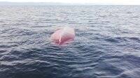 В Черном море перевернулась лодка с людьми: есть погибшие - vlasti.net - Николаевская обл. - Харьков
